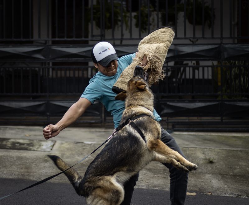 Trainer working a reactive German shepherd